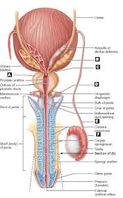 Posted in anatomy | tagged male, male anatomy, male anatomy diagram, male chart male body parts diagram. Art Labeling Quiz
