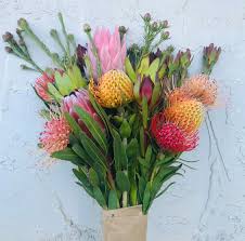 Image result for Protea