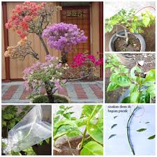 Pokok bunga kertas atau bougenville ini usia sekitar 6 tahun. Cara Mudah Membuat Cantuman Pokok Bunga Kertas Pelbagai Warna Dalam Satu Pokok Blog Santai Santai Jerr