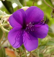 Image result for Cyphia lasiandra