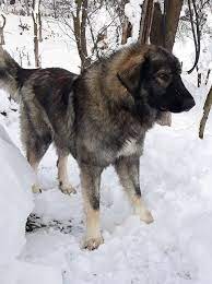Te indragostesti de el la secunda. 14 Ciobanesc Romanesc Carpatin Romanian Carpathian Shepherd Pastore Carpatico Rumeno Ideas CiobÄƒnesc Romani Caine CiobÄƒnesc
