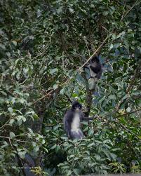 Hutan desa setianegara / hutan desa setianegara bes25official home facebook keindahan senja bisa anda abadikan dengan mengunjungi hutan. Gunung Ciremai å¸–å­ Facebook