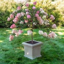Image result for Hydrangea