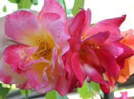 The memorial day rose was not only blooming, but had many flowers, which keep pretty well, even after some rain. 10 Most Beautiful Roses For Your Garden The Mysterious World