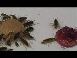 Comment faire un piège ? Quand Les Cafards Developpent Une Aversion Au Sucre Pour Survivre Science Youtube