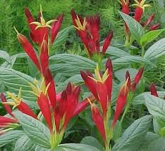 Image result for Loganiaceae