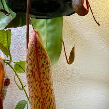 Adrian's Pitcher Plant Care 101: Water, Light & Growing Tips