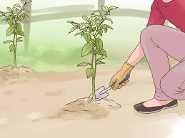 Jan 04, 2018 · florida has many native plants, and with a little extra care, many more plants thrive here. How To Start A Peach Tree From A Pit 12 Steps With Pictures