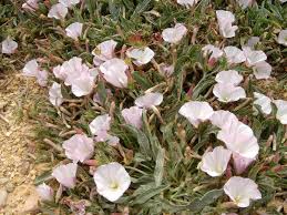 Image result for Convolvulus
