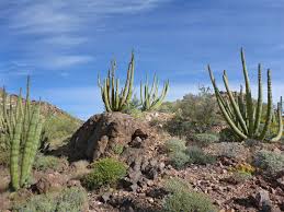 The stems can grow up to 16 feet (4.9 meters) tall. Organ Pipe Cactus National Monument Arizona
