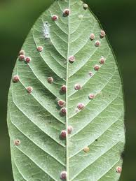 Image result for scale on plant