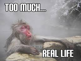 Pin By Ariana Rodriguez On Funnies Funny Memes About Life Funny Animals Funny Pictures