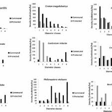 Image result for Croton megalobotrys