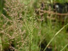 Image result for Eragrostis mildbraedii