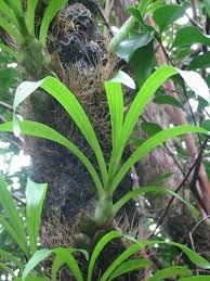 Image result for Graphorkis