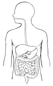 Digestive Tract Media Asset Niddk