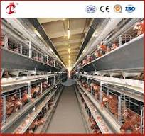Mejor jaula para gallinas tipo H Proveedor de jaulas para ponedoras en  China 4 Jaula para ponedoras personalizada OEM de larga duración con  características de miniatura retro de madera