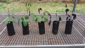 Image result for Handroanthus sp. near impetiginosus