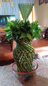 Bambu Hoki
