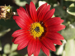 Image result for Arctotis