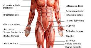 On the posterior side of the arm the teres major. Major Muscles On The Front Of The Body Health Fitness At Repinned Net