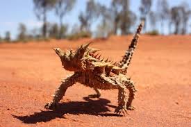 Some Of The Animals That Live In The Desert Are Radle Snake Kangaroo Rats And There Are Many Different Snake Animals Live In Desert Cute Beagles Cute Animals