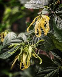 Image result for Cananga