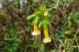 Image result for Cantua