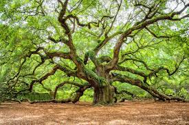 Should we cut down all the oak trees? Odd question, odd answer • Earth.com
