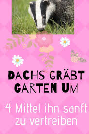 Sie sollten nicht ins haus geholt werden! Stauden Schneiden Teilen Und Pflegen Vintage Diary Garten Garten Umgraben Schadlinge Im Garten