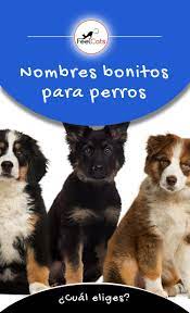 Nombres Para Perros Top 100 Mas Bonitos Y Originales Nombres Bonitos Para Perros Nombres Para Perros Machos Nombres De Perros