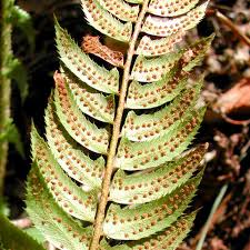 Image result for Polystichum