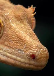 Image result for Carex steudneri