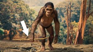 Image result for Austrosynotis