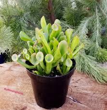Crassula ovata jade et fingers or shrek plant : Altman Plants The Ogre S Ears Monstrose Form Of Crassula Ovata Jade Plant Is Like A Larger Version Of Hobbit Although You May Be Thinking Of The Popular Gollum The Leaves Of