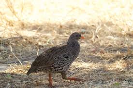 Image result for Tragiella natalensis