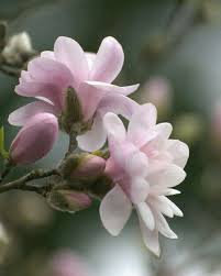 Epingle Par Petit Fleur Sur Pretty Flowers Fleur Amour Fleurs Exotiques Planter Des Fleurs