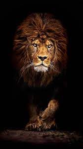 King Of The Jungle Lowenbilder Lowe Fotografie Wilde Tiere