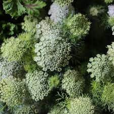 Queen Anne S Lace Green Mist Queen Annes Lace Quick Garden Flower Garden