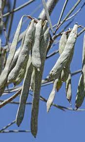 Image result for Acalypha brachystachya