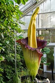 Pin On Horticulture