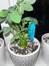 Image result for Adenia glauca