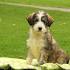 Husky Poodle mix- Why you should get a Huskypoo - Nynno