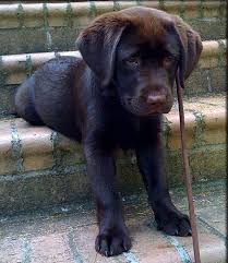 Come meet west michigan chocolate lab rescue's pets. Chocolate Love Puppies Everyone Loves Chocolate Puppies Impossible Not To Love Lab Puppies Puppies Chocolate Lab Puppies