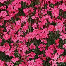 Dianthus full sun red perennial flowers. Plant Profile For Dianthus Deltoides Brilliant Maiden Pinks Perennial Pink Perennials Maiden Pinks Perennials