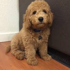 The reason why the golden retriever poodle mix is such an awesome breed is that both the parents were designed to be swimmers and hunters. Golden Retriever Mini Poodle
