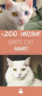 If You Ve Just Adopted A White Cat And Are Looking For The Perfect Name This Article Is For You For More Kee Cute Cat Names Cat Names Funny Female Cat Names