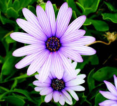 Include native plants and plants from other mediteranean climates. Don T Plant A Pest California Invasive Plant Council Invasive Plants Plants Planting Flowers