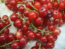Vorrat Rote Johannisbeeren Verwertung Rezept Fruit Food Cherry