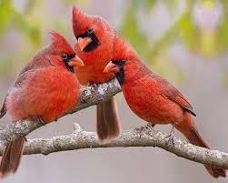 Gossip Session Poster By Bonnie Barry In 2020 Beautiful Birds Cardinal Birds Bird Pictures
